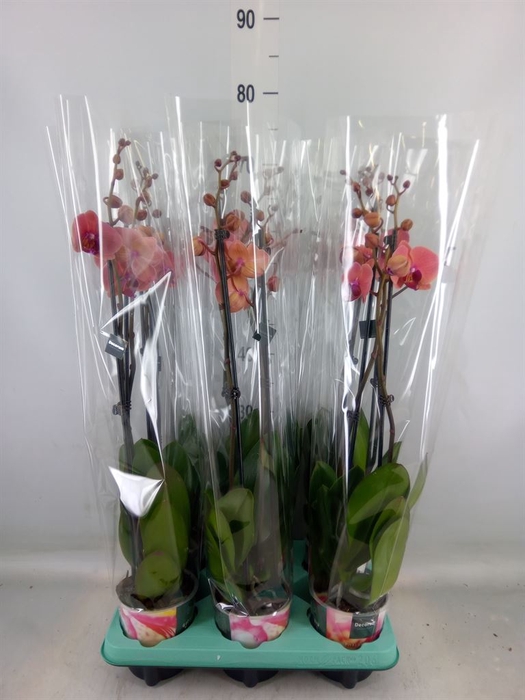 <h4>Phalaenopsis   ...</h4>