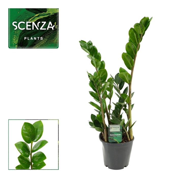 <h4>Zamioculcas Lima 12 cm Scenza 45 cm, 3+ veren</h4>