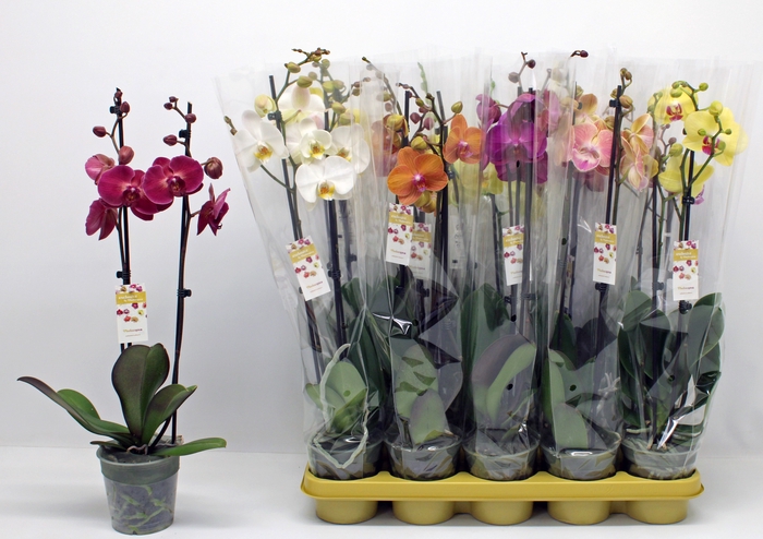 <h4>PHAL GEM 10 KL</h4>