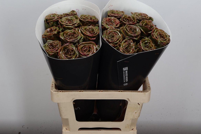 <h4>R Wx (rn) Olijf</h4>