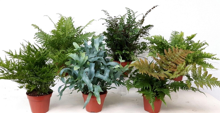 <h4>Ferns   ...mix</h4>