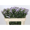 Aster Astee Milka