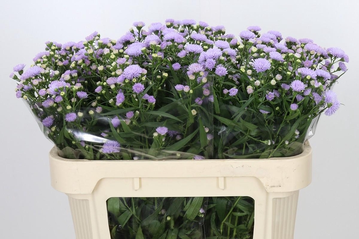 <h4>Aster Astee Milka</h4>