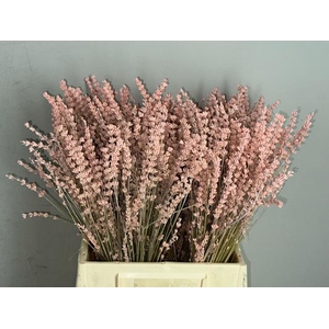 Pf Lavender Bs Light Pink