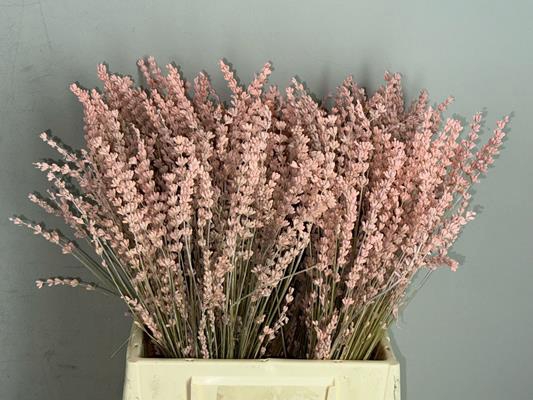 <h4>Pf Lavender Bs Light Pink</h4>
