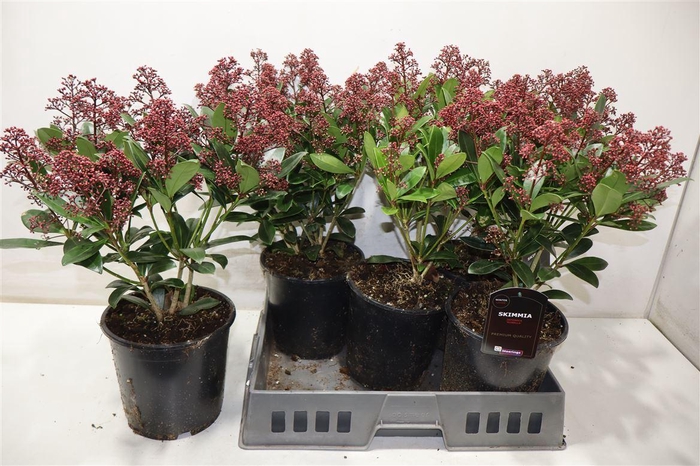 <h4>Skim J Rubella</h4>