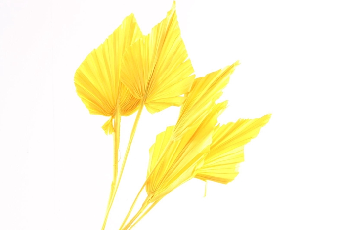 Palm Spear Yellow