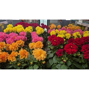 Dahlia Royal Mixk 1 Kleur Per Tray