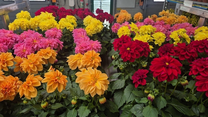 <h4>Dahlia Royal Mixk 1 Kleur Per Tray</h4>