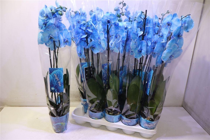 <h4>Phal Magic Blue</h4>