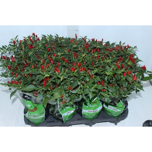 PIMENTA MALAGUETINHA P14