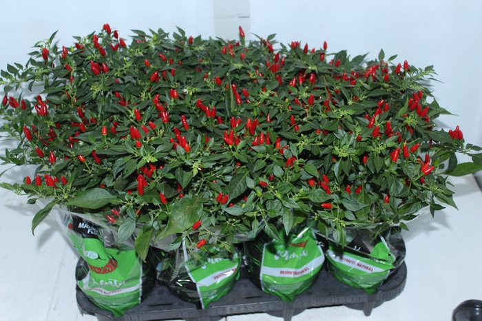 PIMENTA MALAGUETINHA P14