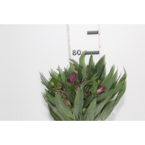 ALSTROEMERIA XANADU 080 CM ROXO