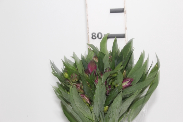 <h4>ALSTROEMERIA XANADU 080 CM ROXO</h4>