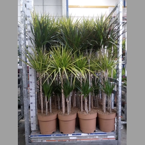 Dracaena   ...mix