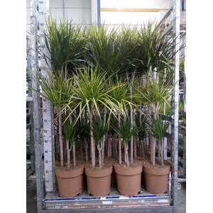 Dracaena   ...mix
