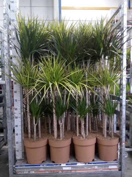 <h4>Dracaena   ...mix</h4>
