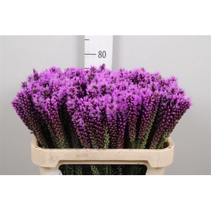 Liatris Callilepis