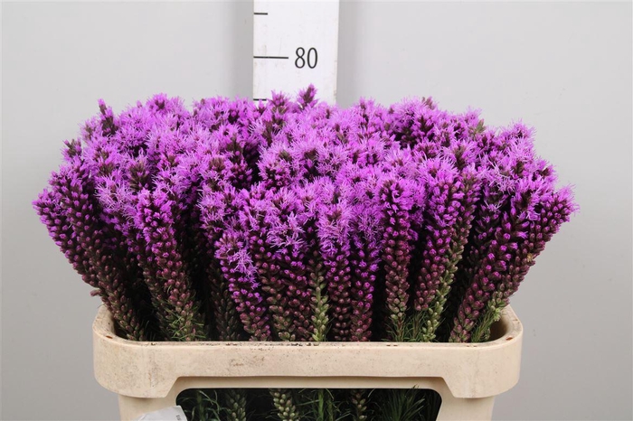 <h4>Liatris Callilepis</h4>