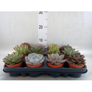 Echeveria   ...mix
