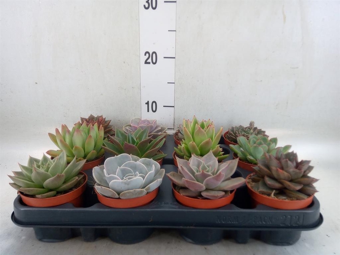 <h4>Echeveria   ...mix</h4>