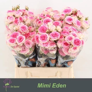 Rosa spray mimi eden
