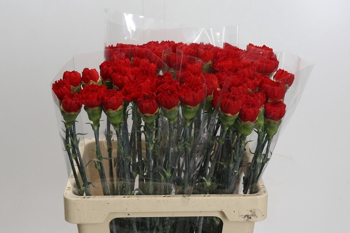 <h4>Dianthus St Arona</h4>