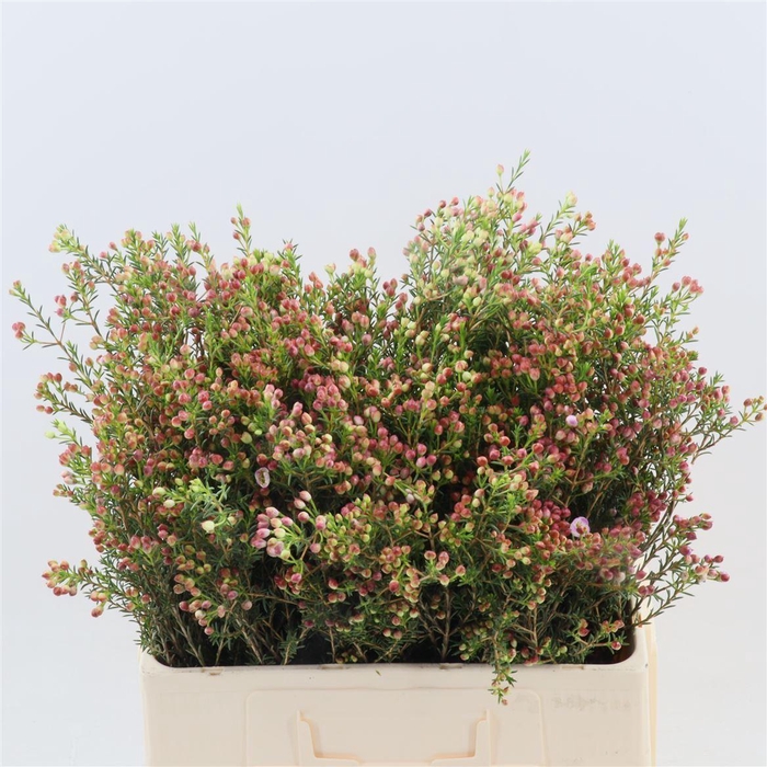 <h4>Chamelaucium Adi</h4>