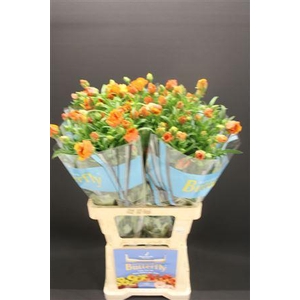 Ran Butterfly Minoan 70cm