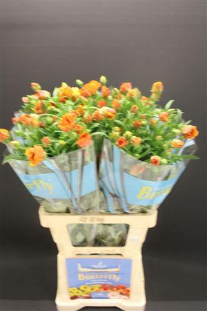 <h4>Ran Butterfly Minoan 70cm</h4>