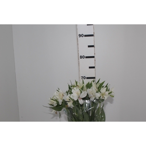 ALSTROEMERIA AKEMI 080 CM