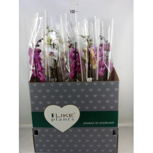 Phalaenopsis   ...mix