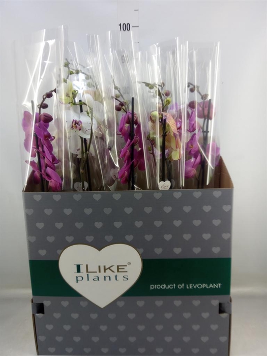 <h4>Phalaenopsis ...mix</h4>