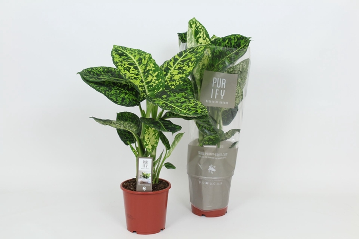 <h4>Dieffenbachia Reflector</h4>