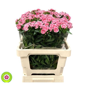 Dianthus Br Am Earl Dark supra