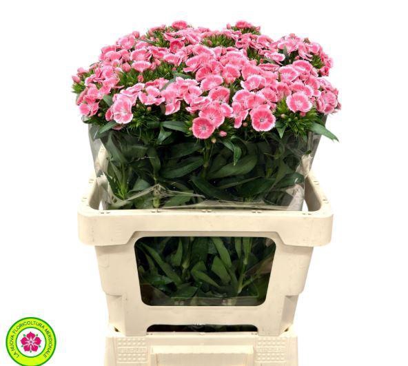 <h4>Dianthus Br Am Earl Dark supra</h4>