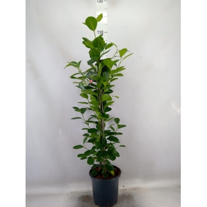 Ficus microcarpa 'Moclame'