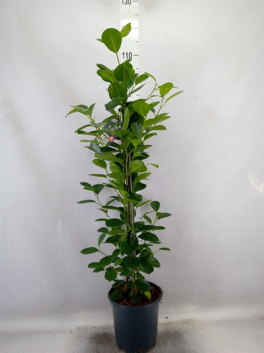 <h4>Ficus microcarpa 'Moclame'</h4>