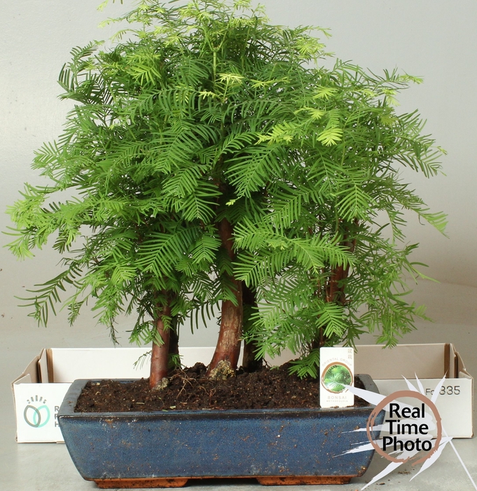 <h4>BONSAI OV</h4>
