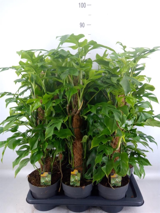 <h4>Philodendron ...</h4>