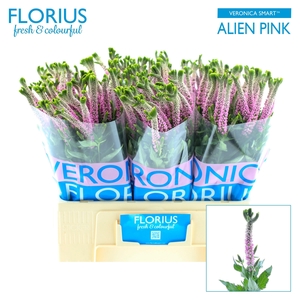 Veronica Smart Alien Florius