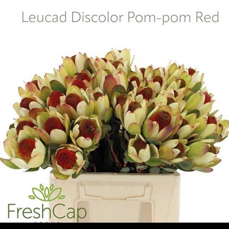 <h4>Leucad Disc Pom-pom Red</h4>