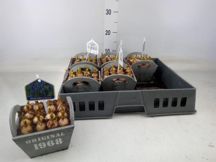 <h4>Arr.  Muscari L%</h4>