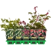 Dicentra spectabilis