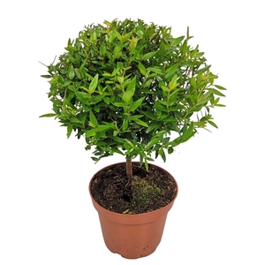 MYRTUS COM