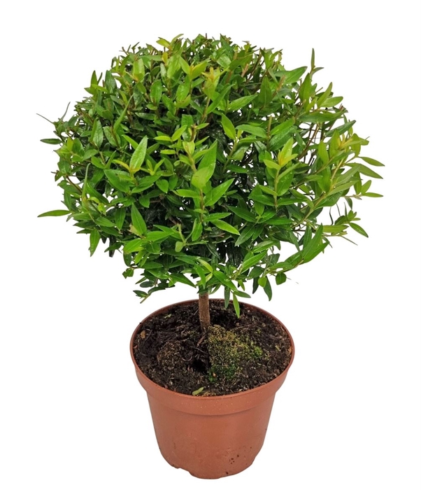 <h4>MYRTUS COM</h4>