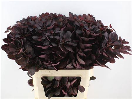 <h4>Cotinus C Royal Purple</h4>