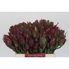 Leucadendron Senorita
