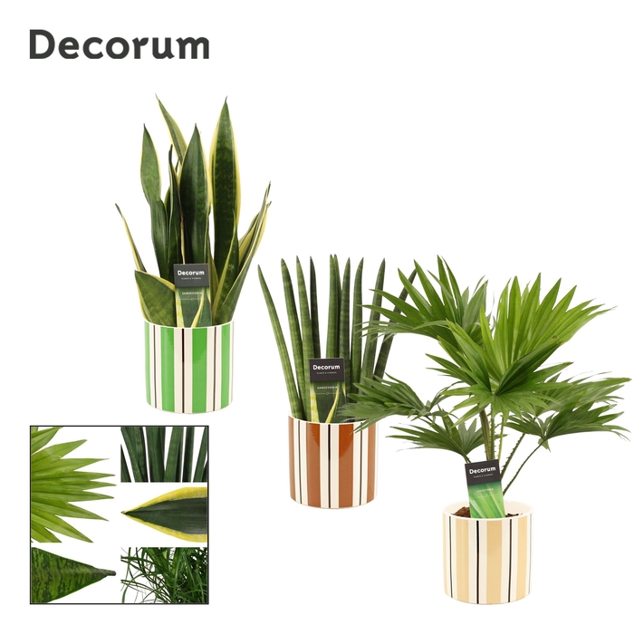 Groenmix 12 cm in Beau (Natural bubble-collection)