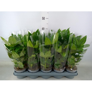 Fatsia japonica   ...